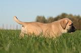KANGAL 133